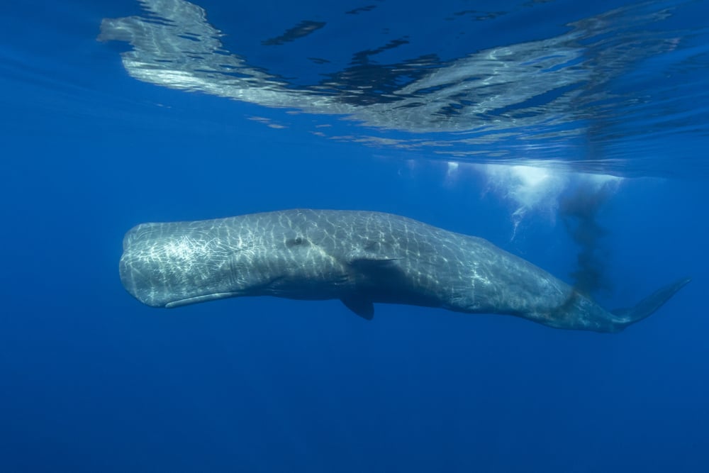 AdobeStock_357594670_LigurianSea-MediterraneanSea-Italy_SpermWhale-Defecating_©Wildestanimal