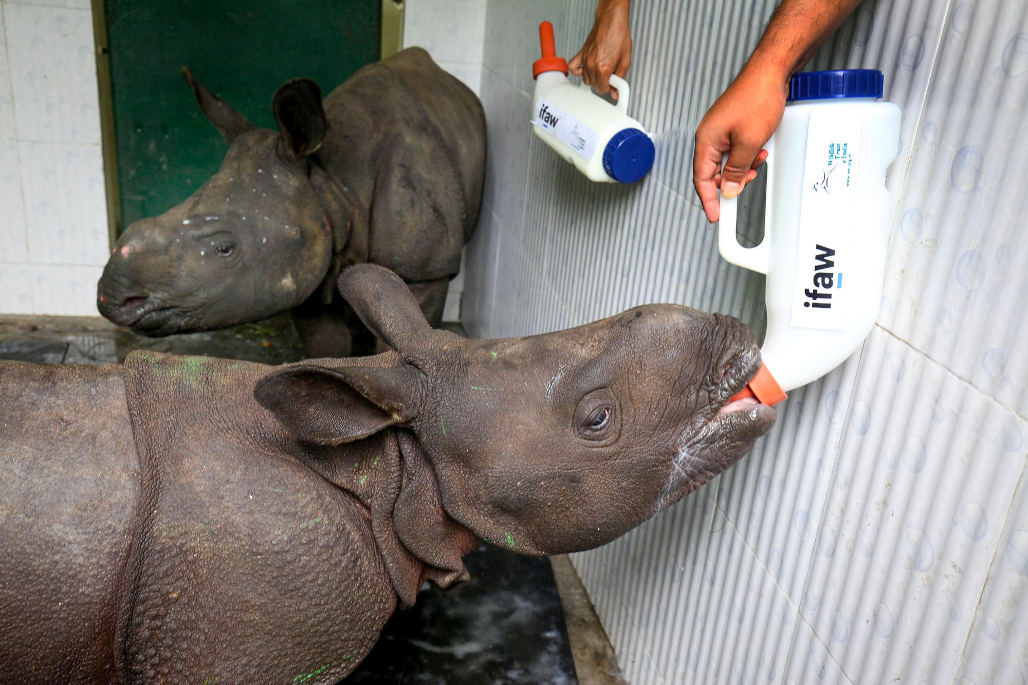 CWRC_2019-07-22_Bokakhat-KazirangaNP-Assam-India_FloodResponse-RhinoCalfBottleFeeding_04E CWRC_2019-07-22_Bokakhat-KazirangaNP-Assam-India_FloodResponse-RhinoCalfBottleFeeding_04E