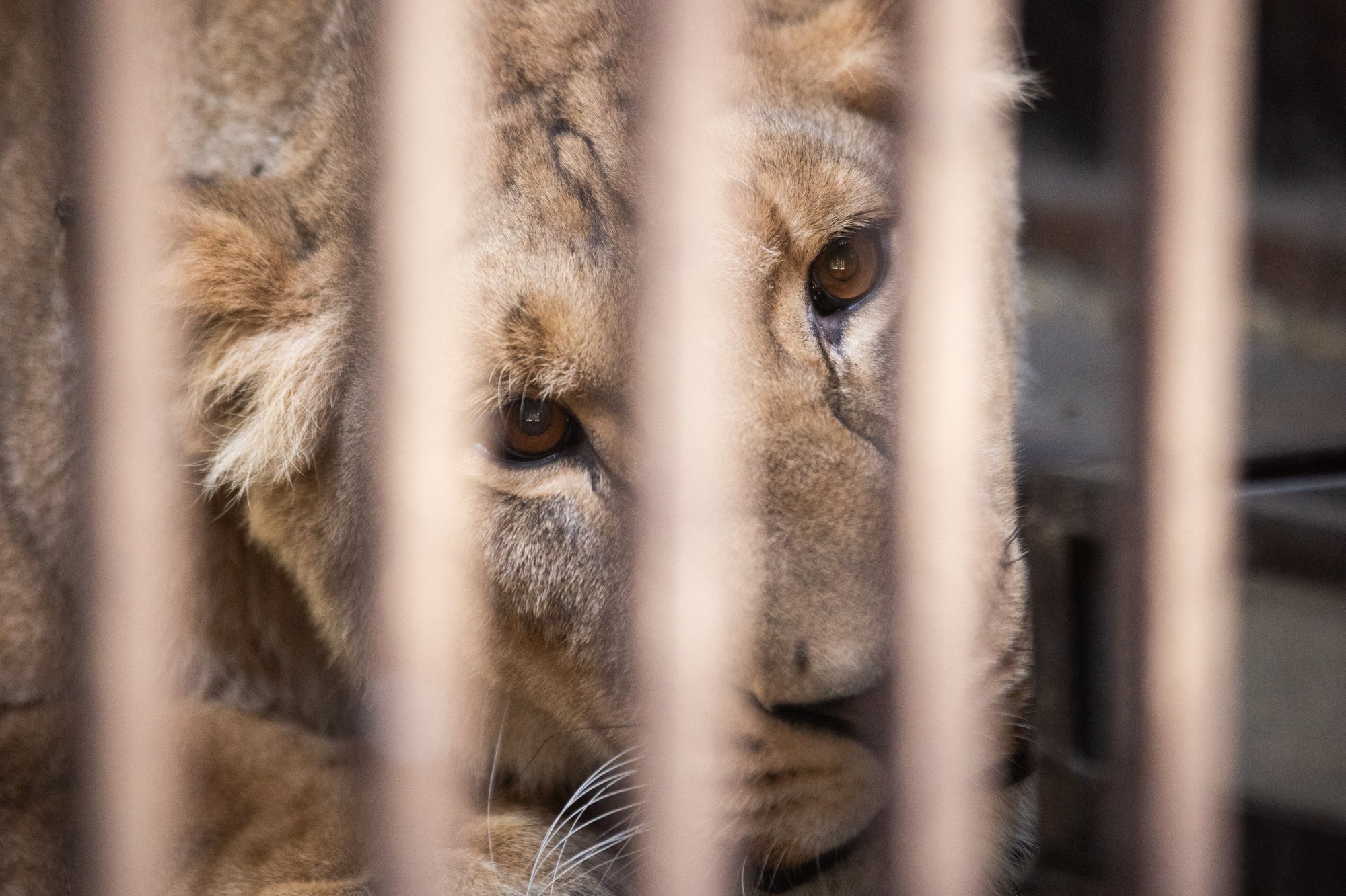 Yuna the lioness was safely evacuated from the warzone in Ukraine thanks to IFAW supporters and partners around the world.