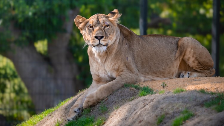 After being evacuated from war-torn Ukraine, rescued lioness Yuna goes outside for the first time at her new home in the UK, The Big Cat Sanctuary.