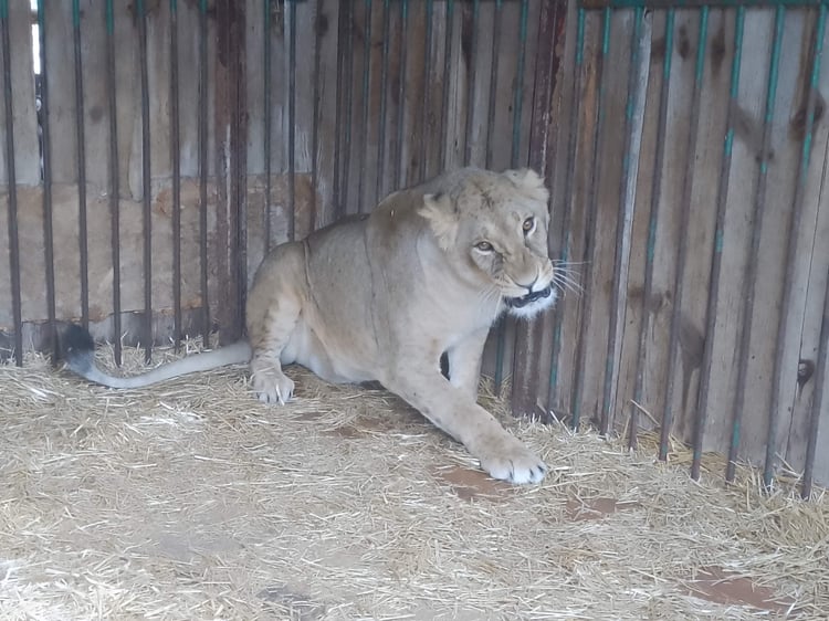 Yuna the lioness suffered serious health issues due to continued missile attacks near the Wild Animal Rescue Centre in Kyiv, Ukraine.