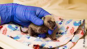 Ein kleiner, noch sehr junger Waschbär hock auf einer Decke und wird von einem blauen Handschuh gehalten.