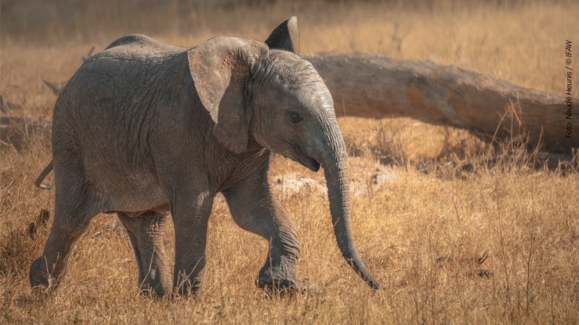FY23_432989_elephantcalf_1248x702
