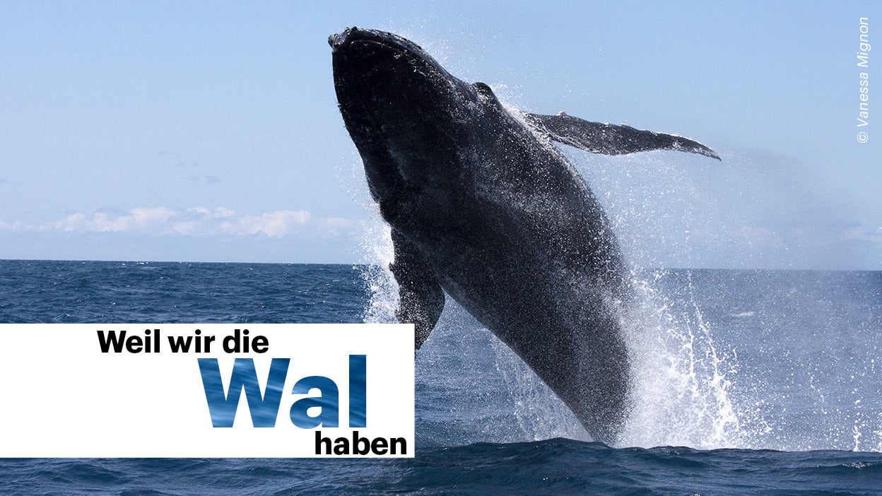 Ein Wal im Sprung oberhalb der Meeresoberfläche. Auf dem Bild ist eine Aufschrift mit dem Wortspiel: Weil wir die Wal haben.