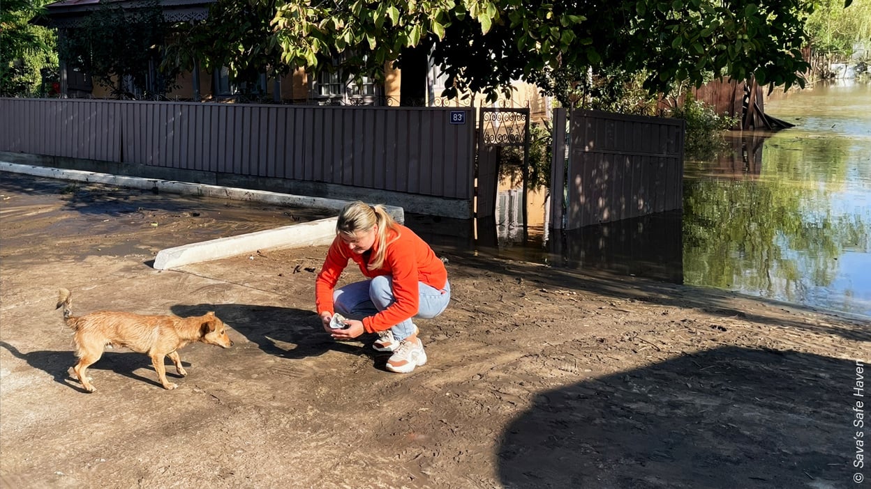 Ein Teammitglied von Sava’s Safe Haven füttert einen Hund, der von den katastrophalen Überschwemmungen in der rumänischen Region Galati betroffen ist. Foto: © Sava's Safe Haven