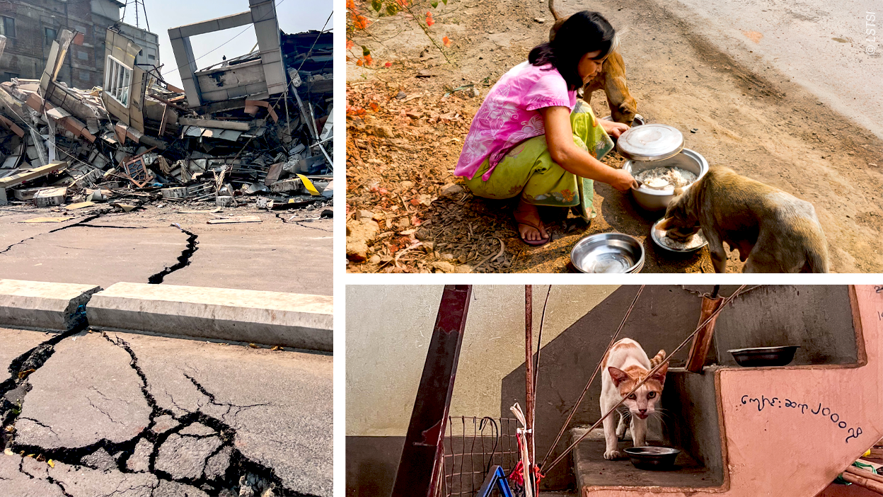 Kompilation aus Bildern aus Myanmar: ein vom Erdbeben zerstörtes Gebäude, eine Frau, die Hunde auf der Straße füttert und eine Katze auf einer Treppe.