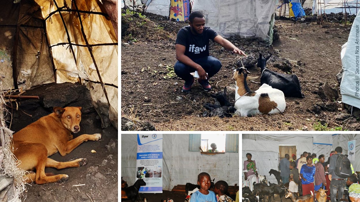 Eine Bilderkompilation auf der man unterschiedliche Tiere in behilfsmäßigen Unterkünften erkennt - darunter ein und mehrere Ziegen. Es sind Personen in Shirts mit IFAW-Logo zu sehen, aber auch viele weitere Menschen
