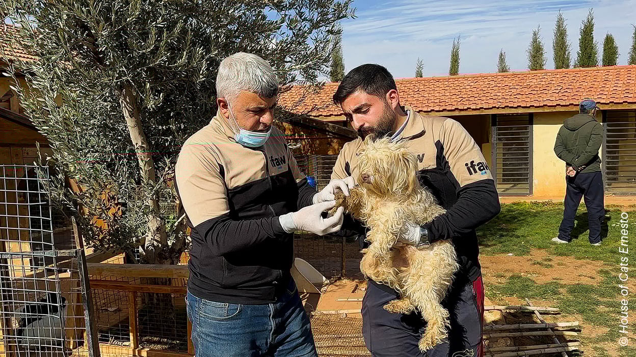 Zwei Männer stehen bei einem Hund. Der eine Mann hält den Hund auf dem Arm, während der andere ihn mit medizinischen Handschuhen untersucht.