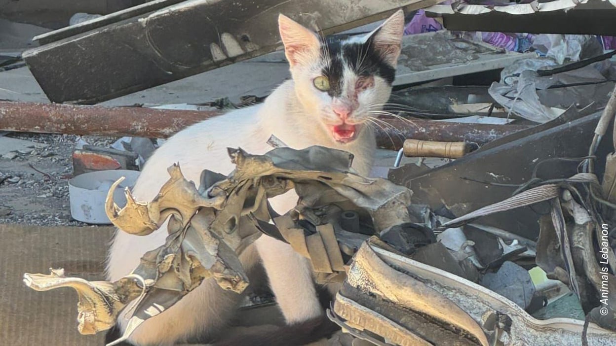 Eine Katze mit nur einem Auge sitzt umgeben von Gerümpel und blickt in Richtung Kamera.