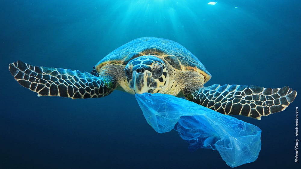 Eine Meeresschildkröte schwimmt unter der Meeresoberfläche. Sie hat eine Plastiktüte im Maul und schwimmt auf die Kamera zu. Etwas Licht von oben durchdringt das Meer.