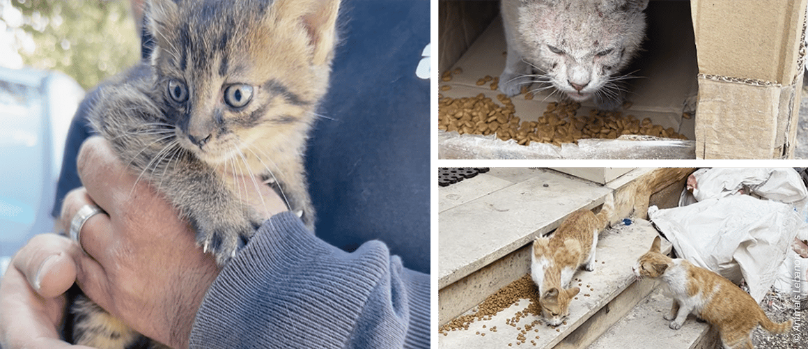 Drei Bilder von Katzen: Eine junge grauschwarz gestreifte auf einem Arm, eine Katze in einer Kartonbox am Fressen und zwei Katzen auf einer Treppe ebenfalls am Fressen.