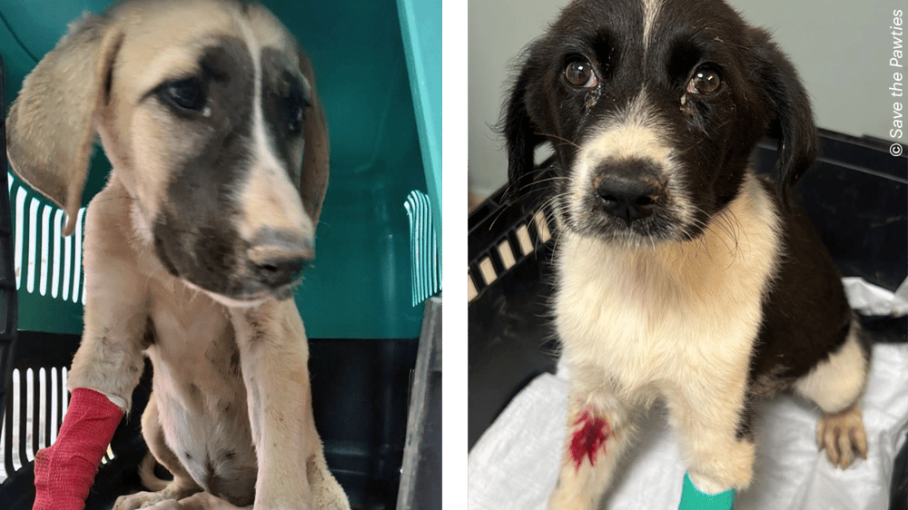 Zwei Hunde sind nebeneinander dargestellt, beide haben einen Verband am Bein und sitzen in einer Transportbox. Zwei Hunde sind nebeneinander dargestellt, beide haben einen Verband am Bein und sitzen in einer Transportbox.
