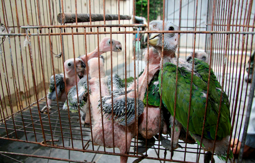 Baby parrots recovered by the police from the hands of the wildlife smuggler in Brazil.