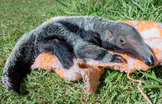 Venus the giant anteater during rehab at IFAW partner, Instituto Tamandua based in Brazil Venus the giant anteater during rehab at IFAW partner, Instituto Tamandua based in Brazil