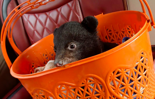 Orphaned moon bear cub, Papum, likely lost his mother due to poaching