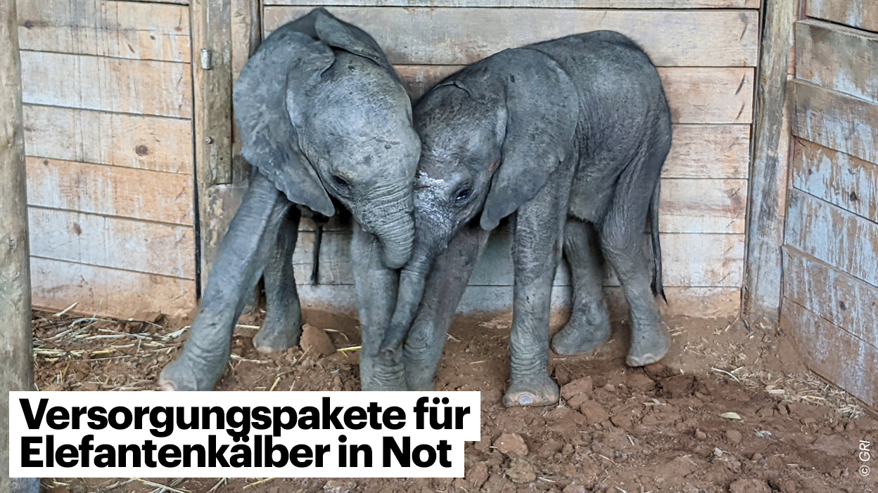 Zwei Elefantenkälber stehen eng umschlungen vor einer Holzwand.