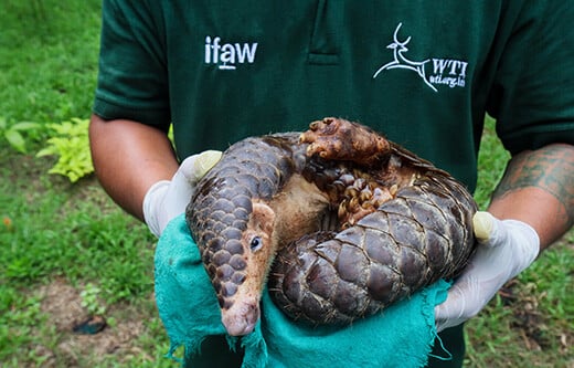 A Chinese pangolin admitted to IFAW partner, Wildlife Trust of India’s Centre for Bear Rehabilitation and Conservation A Chinese pangolin admitted to IFAW partner, Wildlife Trust of India’s Centre for Bear Rehabilitation and Conservation