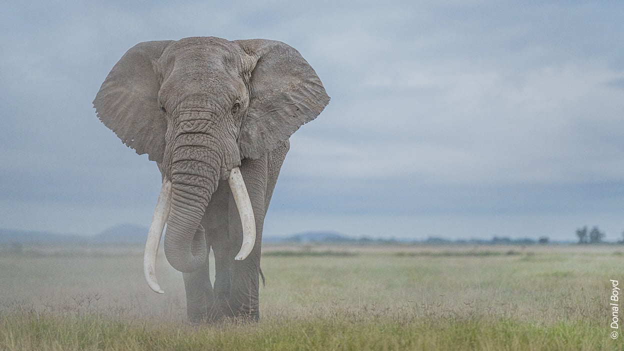 Ein Elefant mit majestetischen Stoßzähnen wandert entlang einer etwas kargen Graslandschaft. Er geht in Richtung Kamera.
