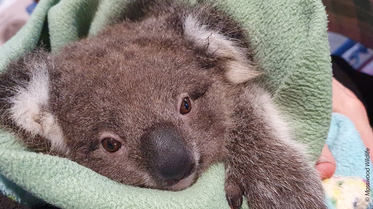 Ein junger Koala, der bei IFAW Partner Mosswood Wildlife, rehabilitiert wird. © Mosswood Wildlife   ALT: Ein junger Koala ist in ein Handtuch eingewickelt. Man sieht seinen Kopf und eine seiner Tatzen, die aus dem Handtuch raushängt.