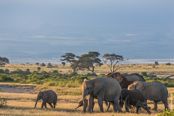 Eine Herde © IFAW/B. Hollweg