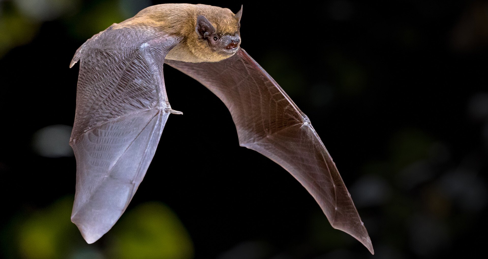 Eine Fledermaus in der Luft. Eine Fledermaus in der Luft.
