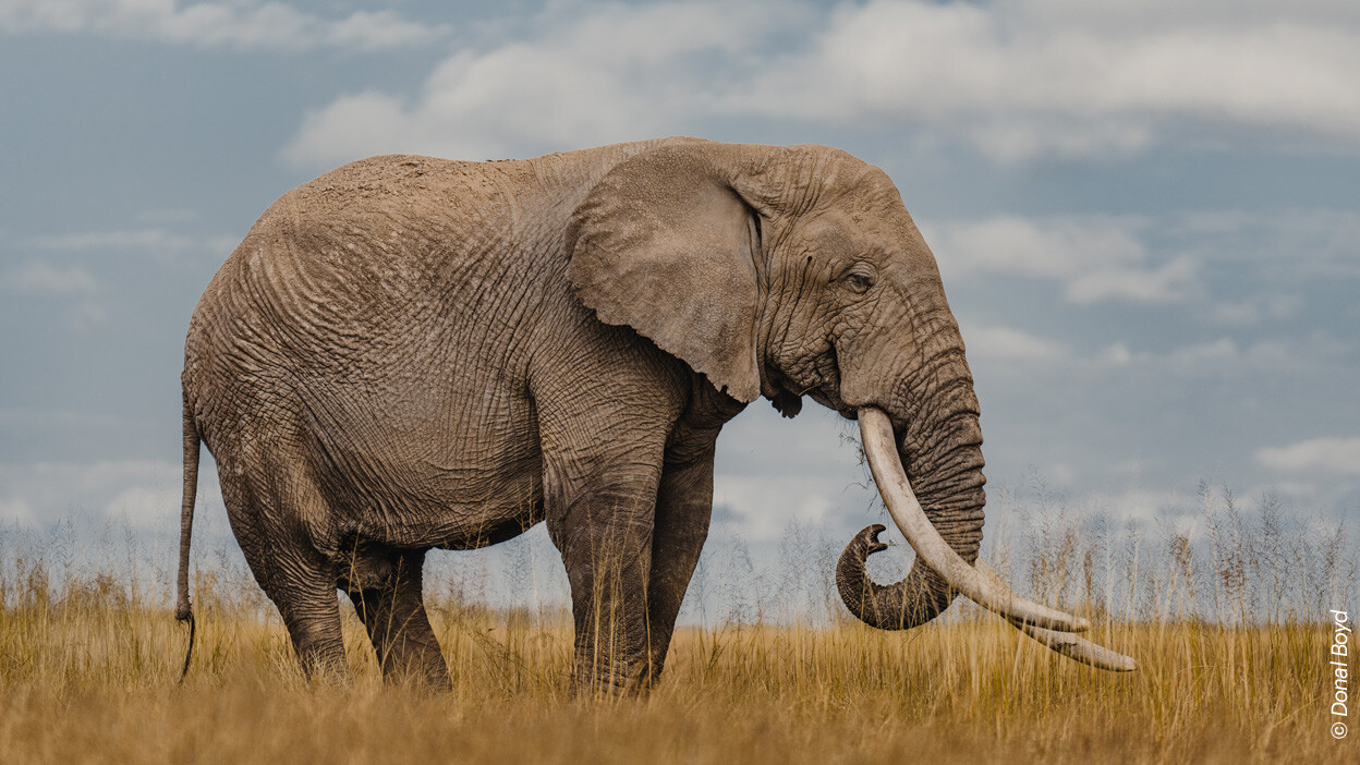 Ein Elefant mit beeindruckenden Stoßzähnen steht in der Landschaft von Kenia. Ein Elefant mit beeindruckenden Stoßzähnen steht in der Landschaft von Kenia.
