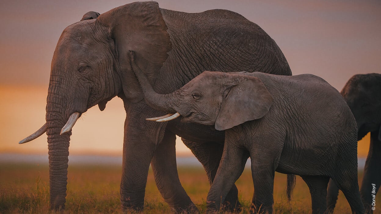 Eine Elefantin mit ihrem Kalb im Amboseli-Nationalpark, Kenia. © Donal Boyd