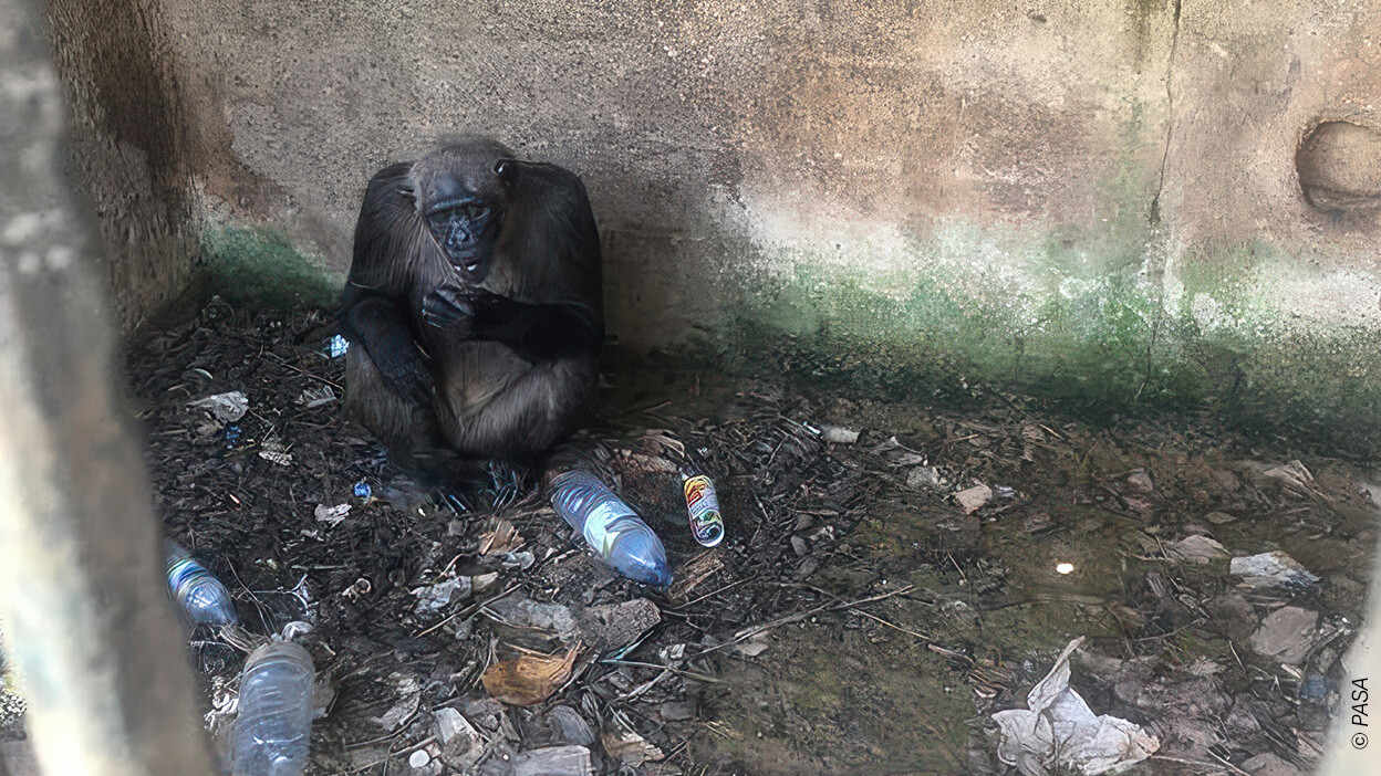 Ein Affe sitzt kümmerlich in der Ecke eines Käfigs mit Betonwänden. Müll, darunter eine Plastikflasche, ist zu sehen. Ein Affe sitzt kümmerlich in der Ecke eines Käfigs mit Betonwänden. Müll, darunter eine Plastikflasche, ist zu sehen.