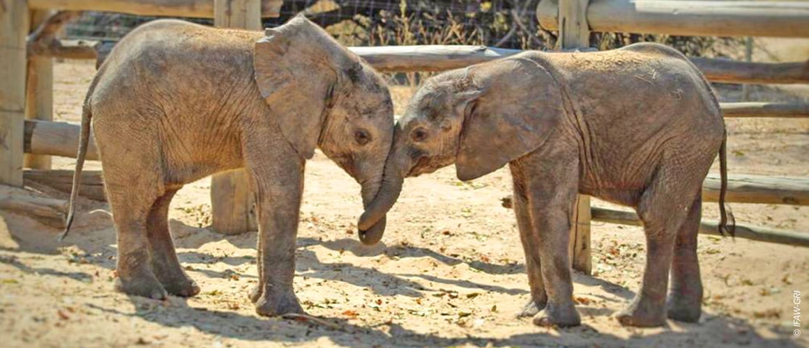 Mbila et Zongo à la nurserie pour éléphant de Lilayi.