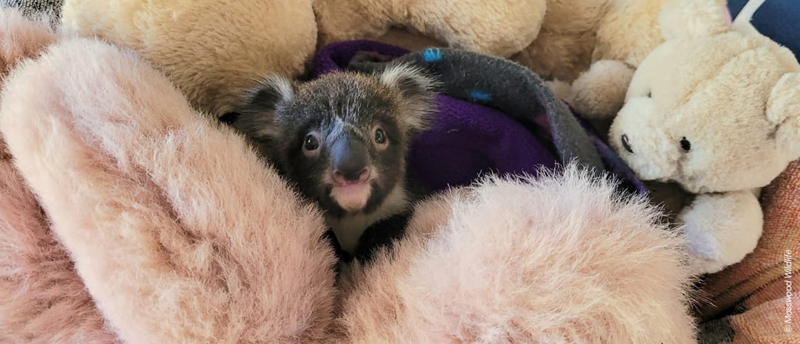 Ein noch ganz junger Koala hockt in einer Decke zwischen mehreren Kuscheltieren und blickt hinauf zur Kamera. Ein noch ganz junger Koala hockt in einer Decke zwischen mehreren Kuscheltieren und blickt hinauf zur Kamera.
