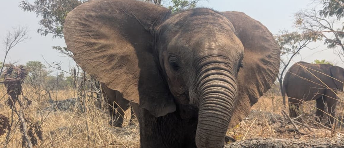 Ein Elefantenkalb steht in einer etwas trockenen grasigen Umgebung und blickt in Richtung Kamera. Der Rüssel liegt auf einem Ast. Ein Elefantenkalb steht in einer etwas trockenen grasigen Umgebung und blickt in Richtung Kamera. Der Rüssel liegt auf einem Ast.