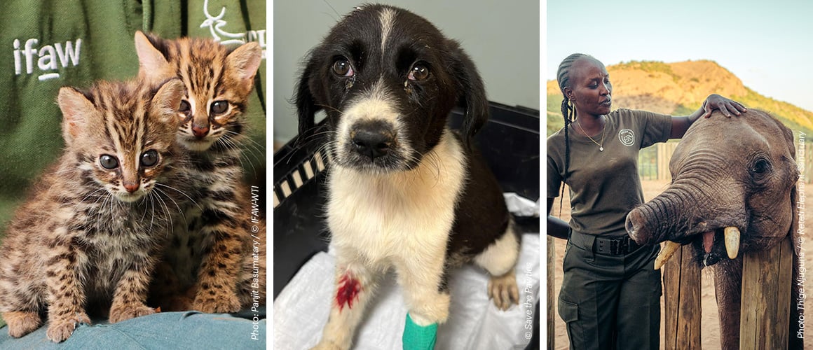 Eine Bildkollage mit drei Bildern, darauf zu sehen sind: Zwei asiatische Leopardkätzchen, ein noch sehr junger Hund mit einer Bandage und Verletzung am Bein sowie ein Elefantenkalb mit einem zu kurzen Rüssel. Eine Frau steht neben dem Elefantenkalb.