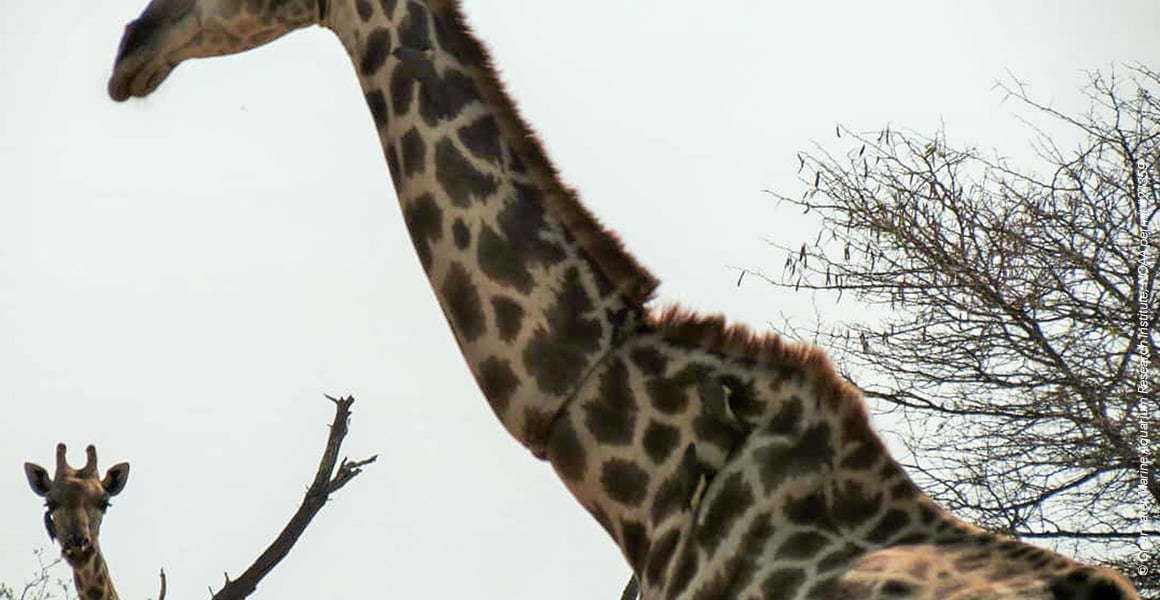 Eine Giraffe in Nahaufnahme mit einer Schnur, die in den Hals einschneidet. Im Hintergrund ist der Kopf einer zweiten Giraffe zu sehen.