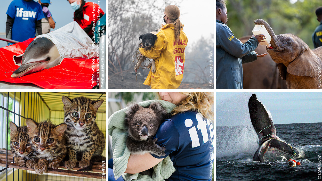 Mehrere Bilder zusammengetragen, darunter ein Delfin, ein Hund, Elefant, mehrere asiatische Leopardkatzen, ein Koala und ein Wal.