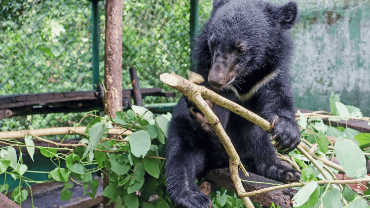 papum_orphaned moon bear cub soft release_wti