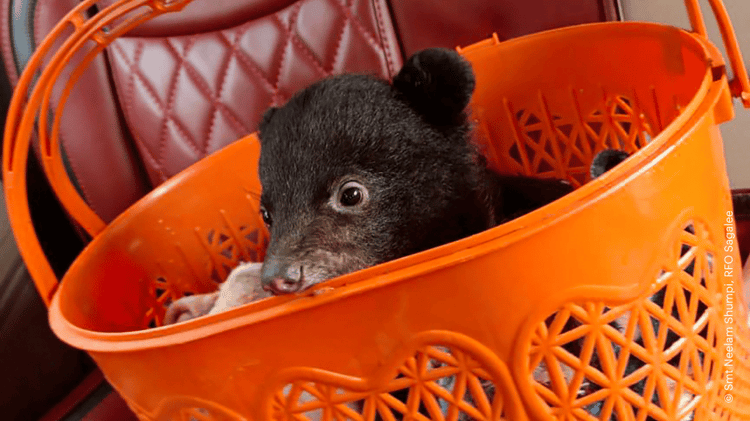 papum_orphaned moon bear cub in basket_wti