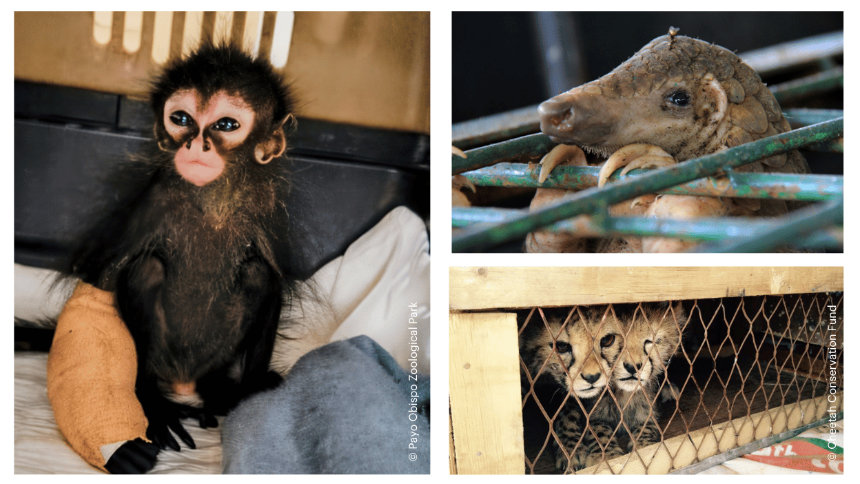 trafficked animals_wlchero 1248 x 702