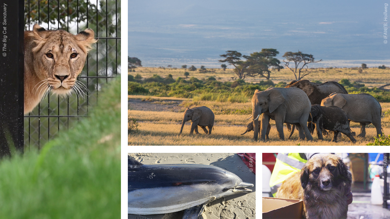 Eine Kompilation aus Bildern zeigt verschiedene Tiere: Eine Löwin, einen Hund, einen Delfin und eine Katze.