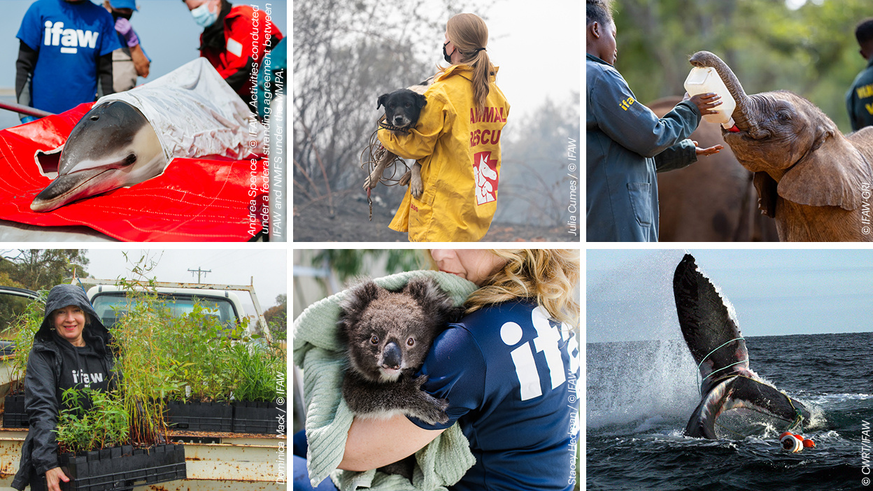 Mehrere Bilder zusammengetragen, darunter ein Delfin, ein Hund, Elefant, mehrere asiatische Leopardkatzen, ein Koala und ein Wal. Mehrere Bilder zusammengetragen, darunter ein Delfin, ein Hund, Elefant, mehrere asiatische Leopardkatzen, ein Koala und ein Wal.