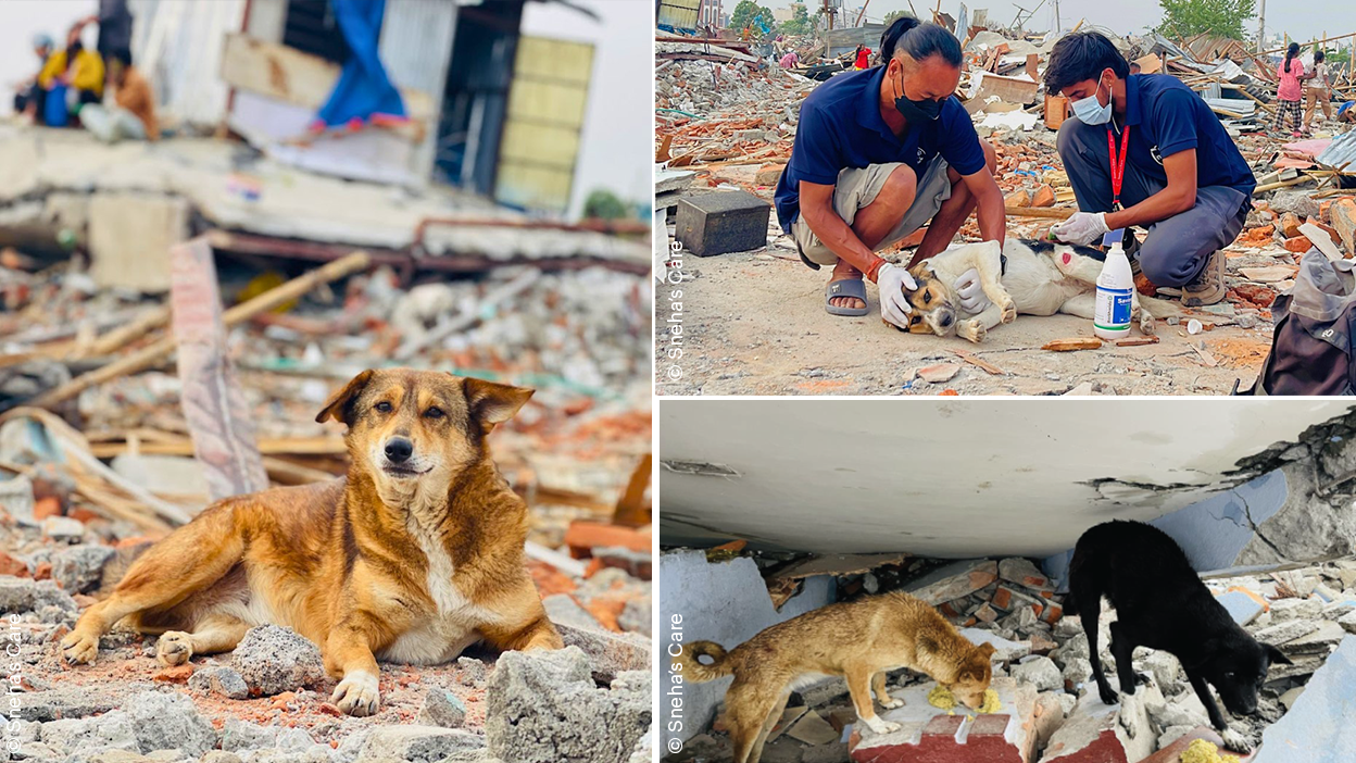 Drei Bilder von Hunden in Trümmern sind abgebildet. Auf einem der Bilder versorgen zwei Männer einen kleinen Hund, der einem Terrier ähnelt. Drei Bilder von Hunden in Trümmern sind abgebildet. Auf einem der Bilder versorgen zwei Männer einen kleinen Hund, der einem Terrier ähnelt.