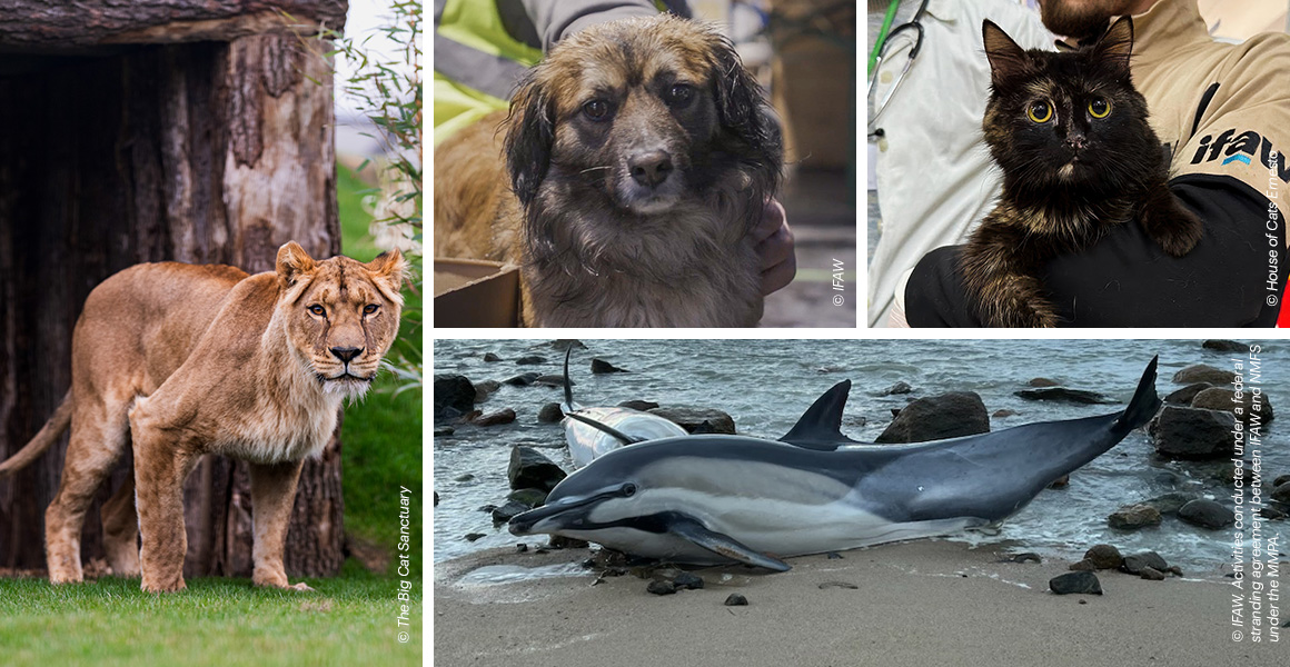 Animal Rescue | IFAW
