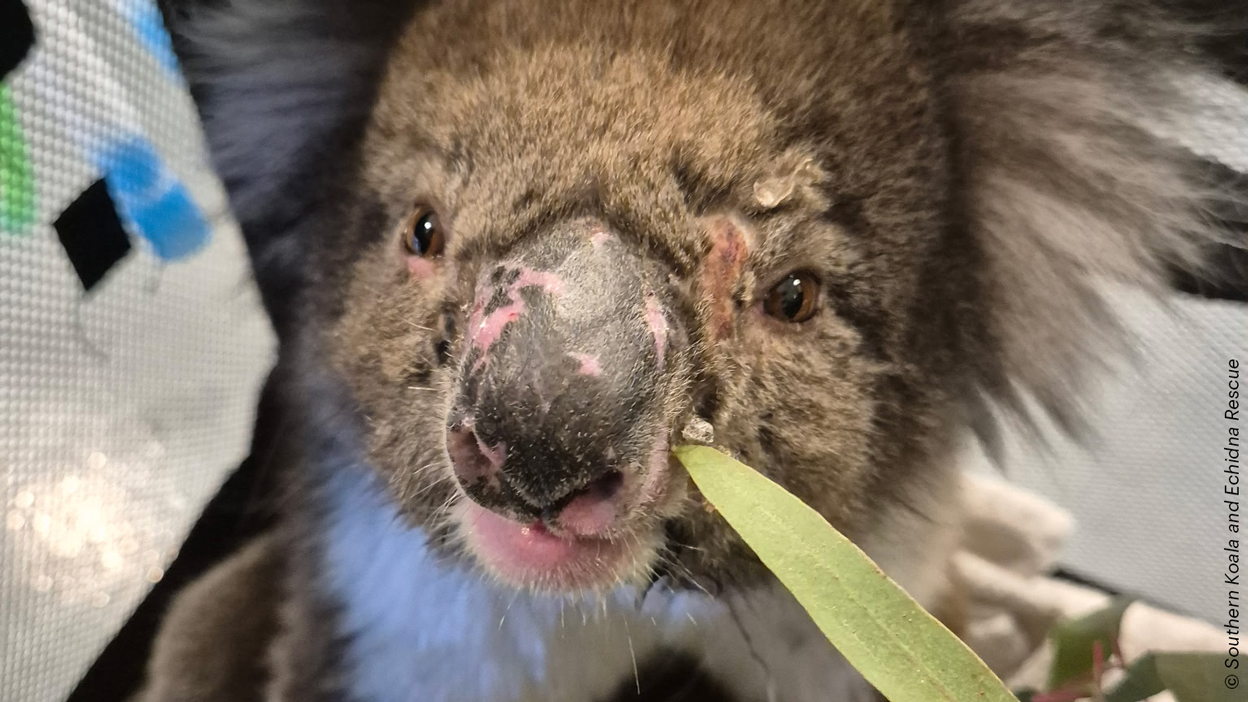  Un koala sauvé pendant la vague de chaleur extrême en Australie-Méridionale. 