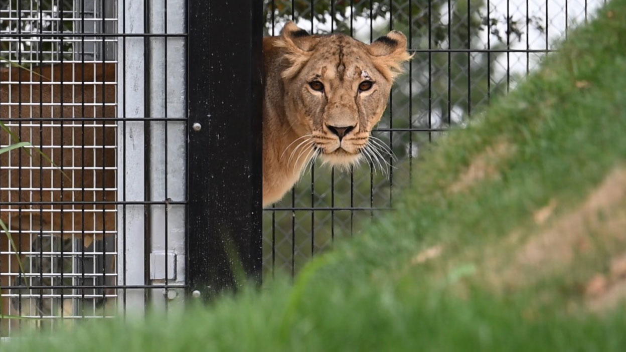 Photo de Yuna la lionne. © The Big Cat Sanctuary