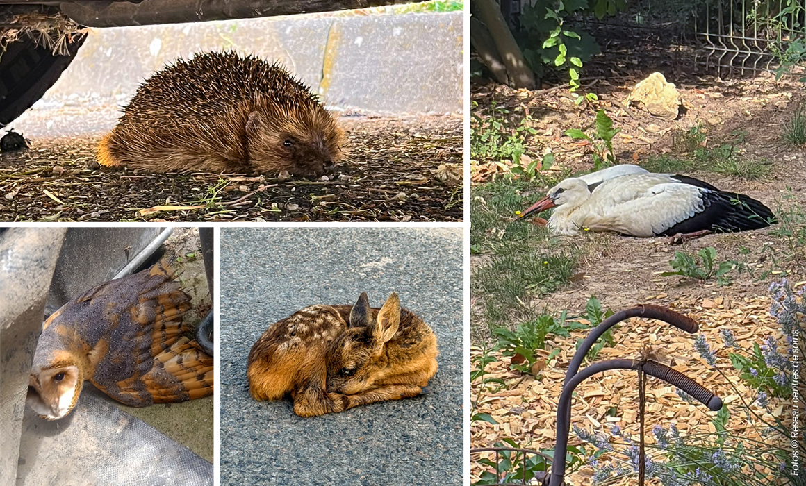 Mehrere Bilder sind zusammengefügt, auf denen erschöpfte Tiere zu sehen sind, darunter ein Ingel, ein Rehkitz, ein Storch und eine Eule. © Réseau Centres de Soins Faune Sauvage Mehrere Bilder sind zusammengefügt, auf denen erschöpfte Tiere zu sehen sind, darunter ein Ingel, ein Rehkitz, ein Storch und eine Eule. © Réseau Centres de Soins Faune Sauvage