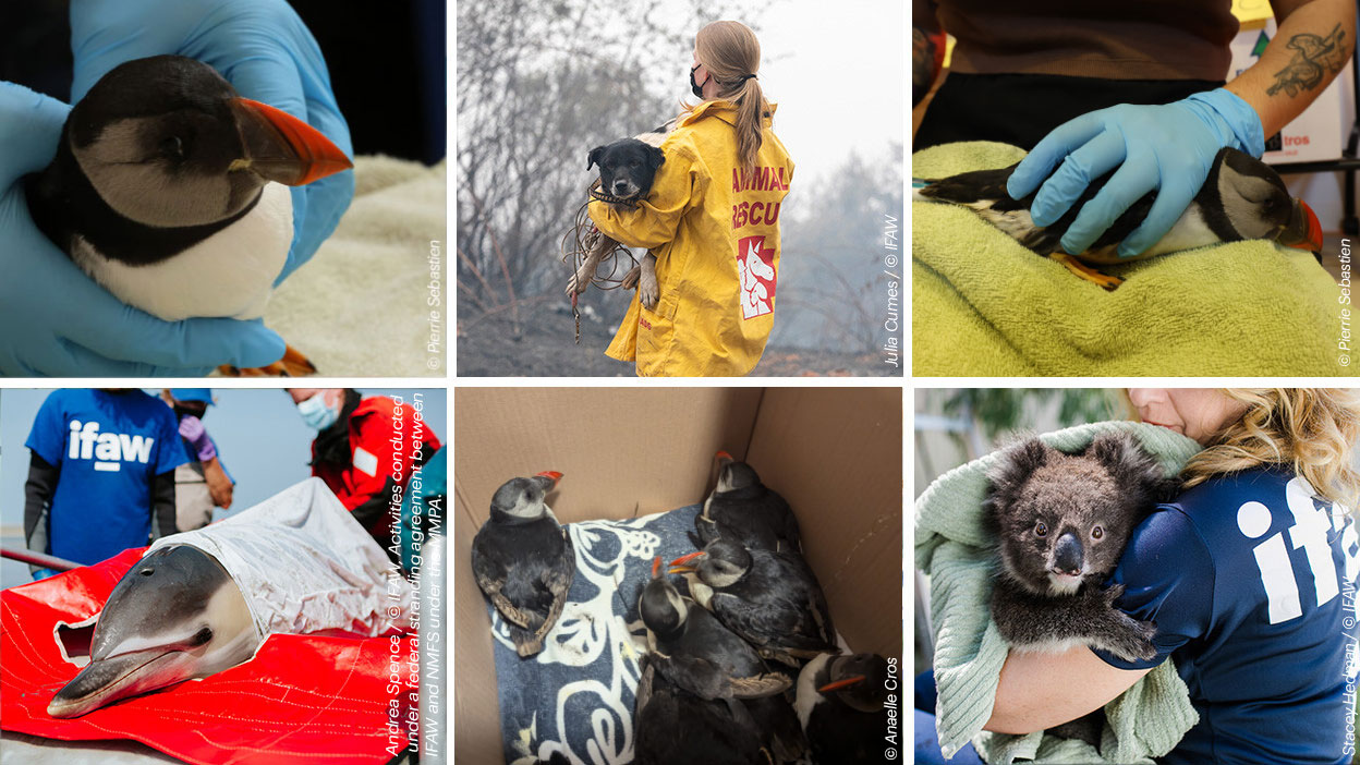 GEN_Sustainer_1248x702-(puffinVersion)