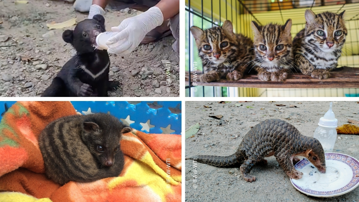 Orphaned baby animals need help now. Orphaned baby animals need help now.