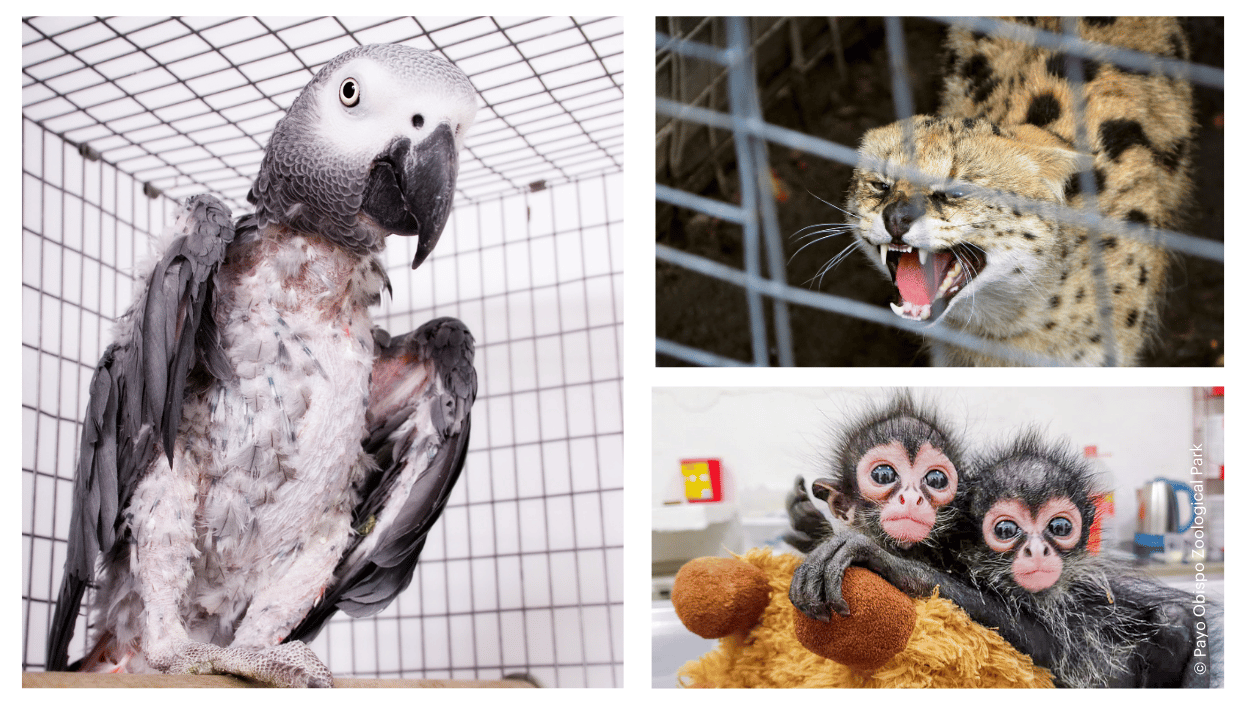 trafficked animals_ltdhero (1)