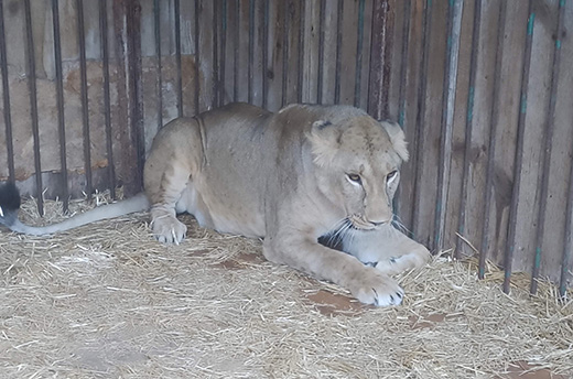 Yuna the female lion in care at Wild Animal Rescue in Ukraine.