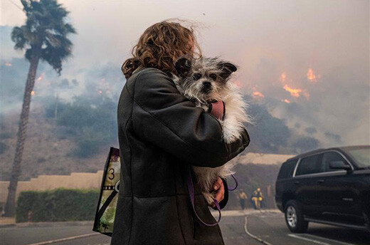 Une habitante de Pacific Palisades s'enfuit avec son chien pour échapper à l'incendie de forêt, le 7 janvier 2025.