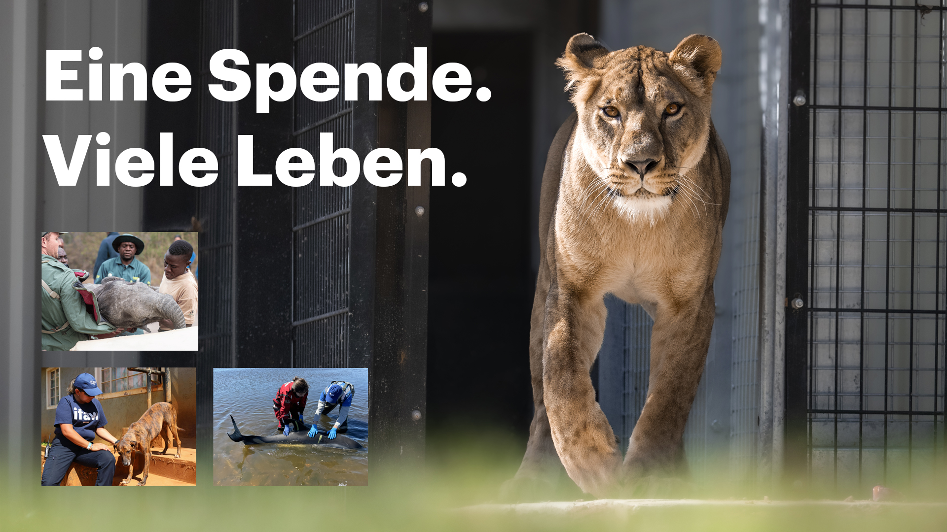 Eine Kompilation aus mehreren Bildern von einer Löwin, einer Delfinrettung, einem Menschen mit einem Hund und einer Elefantenrettung. Darauf steht geschrieben "Eine Spende. Viele Leben." Eine Kompilation aus mehreren Bildern von einer Löwin, einer Delfinrettung, einem Menschen mit einem Hund und einer Elefantenrettung. Darauf steht geschrieben "Eine Spende. Viele Leben."